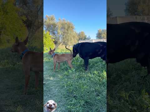 Beautiful dogs❤️ #dog #animals #shorts #viral #puppy