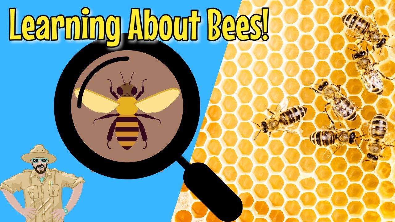 Bees and Beekeeping for Kids