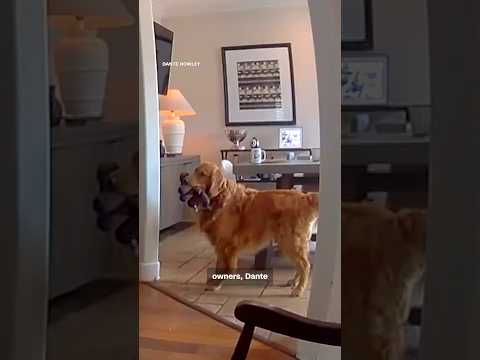 Golden retriever brings toys to apparent home intruder