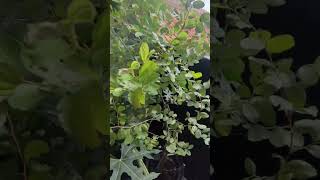 Download lagu Manfaat DAUN BIDARA Untuk Kesehatan #shorts #daunbidara #manfaatdaunbidara mp3