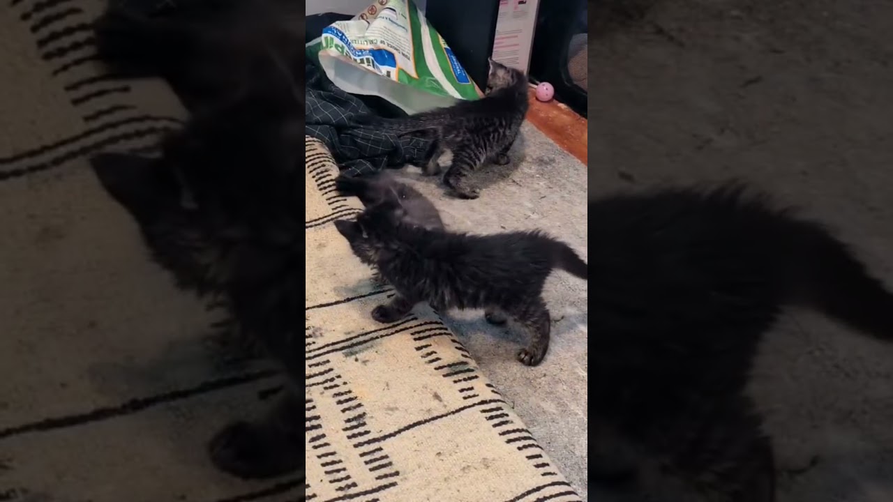 Enlarge Saturn, an adopted Domestic Short Hair in Los Angeles, CA video 5/5