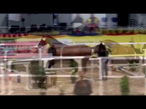 EQS Chilton approved Stallion born 2014 by Cascadello | / Continue / Dorn