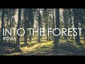 [HD] INTO THE FOREST | 10 minute Forest Sounds, Relaxation, Meditation, Sleep, Calming music