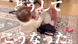 優しすぎる兄犬が妹に家を取られた結果こうなってしまいました…笑【マルプー×生後11ヶ月】