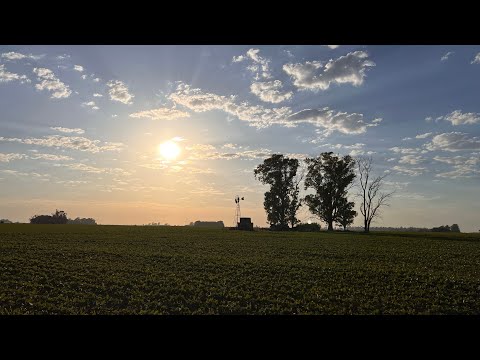 Sonido relajante de pájaros al amanecer en el campo (para dormir, estudiar, meditar)