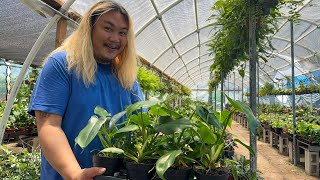 Nursery Prices for Exotic Tropicals (Philodendron/Alocasia/Anthurium) and Cacti & Succulents