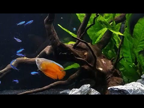 My Honest Review of 5 Centerpiece Fish for Nano Tanks