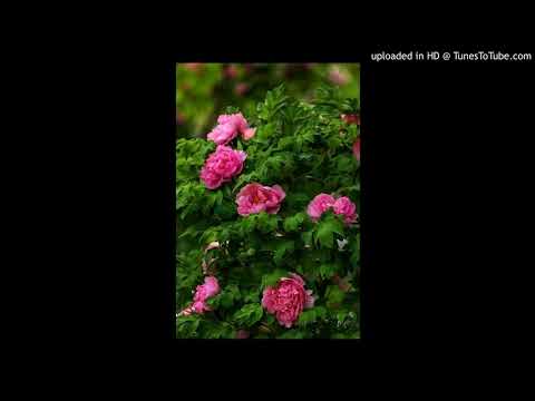 Phoolka hami kopila - Children Song|Vocal-Subika Rai|Lyrics & Compose-Khagendra Anupam