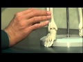 Rotation Plasty