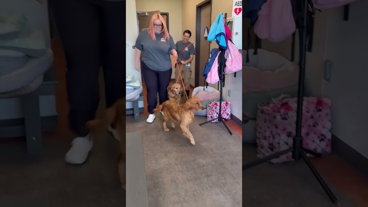 Enlarge Samantha, a ADOPTABLE Golden Retriever in Los Angeles, CA video 2/5