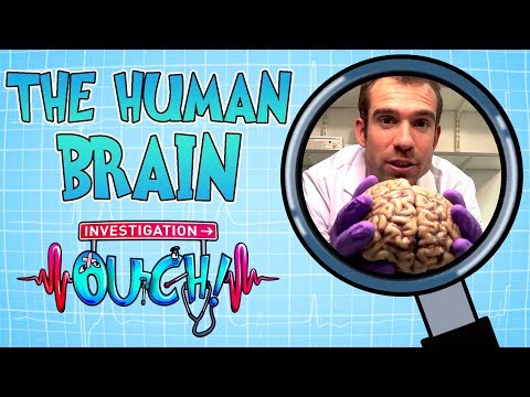 Science for kids | Body Parts - THE HUMAN BRAIN | Experiments for kids | Operation Ouch
