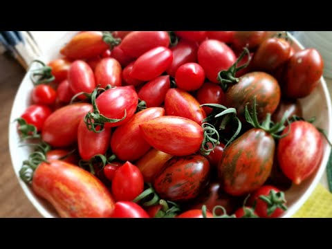 , title : 'Rajčata 3 měsíce od výsadby - odrůdy, plodnost, růst, péče #tomato  #tomatoes #garden'