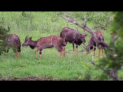Djuma: Bachelor herd of Nyala bulls - 17:04 - 01/18/2020