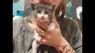 She Didn’t Consider Herself A Cat Person, Until One Chance Encounter Changed Her Life Forever