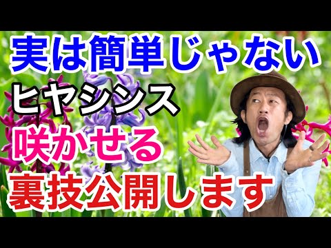 ヒヤシンスが枯れた:今何をすべきか 植物