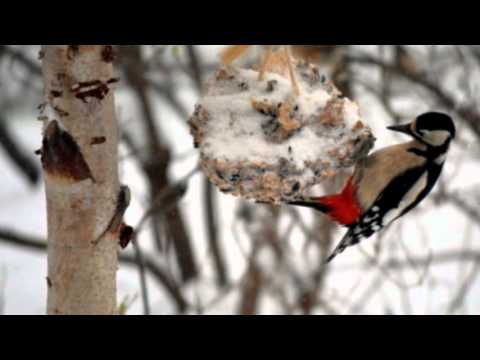 Unterwegs im Stoteler Moor / Gemeinde Loxstedt