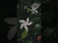 Mazha Status Mazhakkalam Enikkai Whatsapp Status