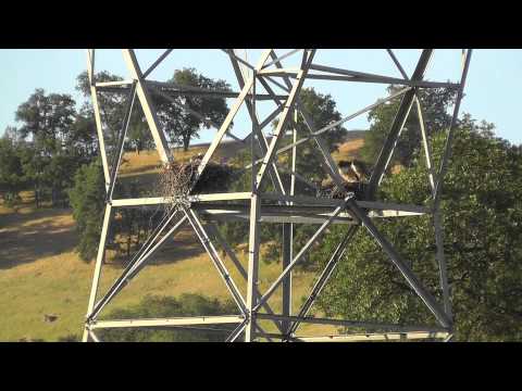 Red-tailed Hawk Nest with Eyas