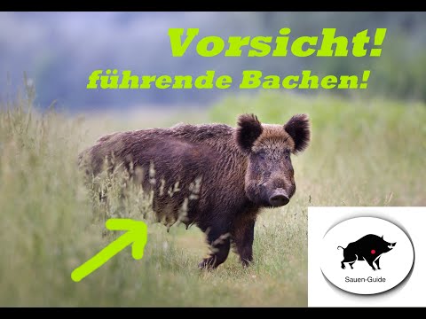 Vorsicht! Führende Bachen.