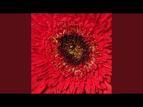 En Ti Quisiera Quedarme