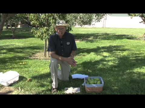 download lagu mp3 mp4 Best Place To Store Pears, download lagu Best Place To Store Pears gratis, unduh video klip Best Place To Store Pears