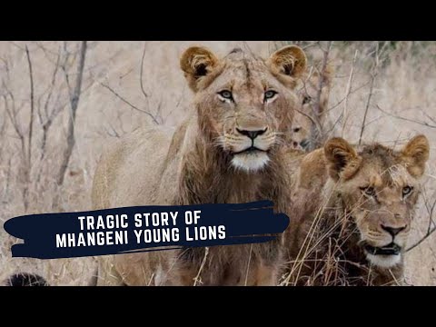 TRAGIC STORY OF MHANGENI YOUNG LIONS - ABANDONED BY THEIR MOTHERS THEY TRIED TO SURVIVE ON THEIR OWN