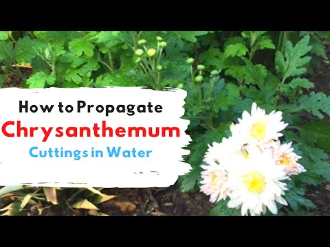 How to Propagate Chrysanthemums from Cuttings- Water Propagation