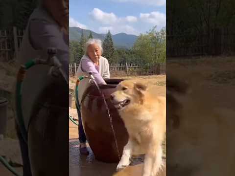 골든리트리버가 달려온 이유가 있다 #골드리트리버 #시골일상 #쇼츠