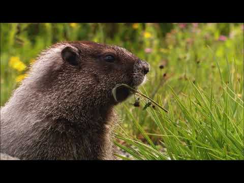 Wildlife Video of PC by Kathan Maniar