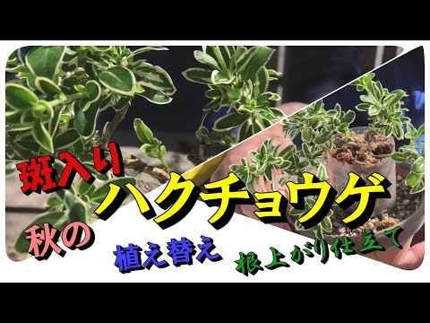 白鳥の花 植物