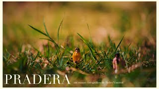 Pradera | Un ensayo fotográfico de Pedro Vincent