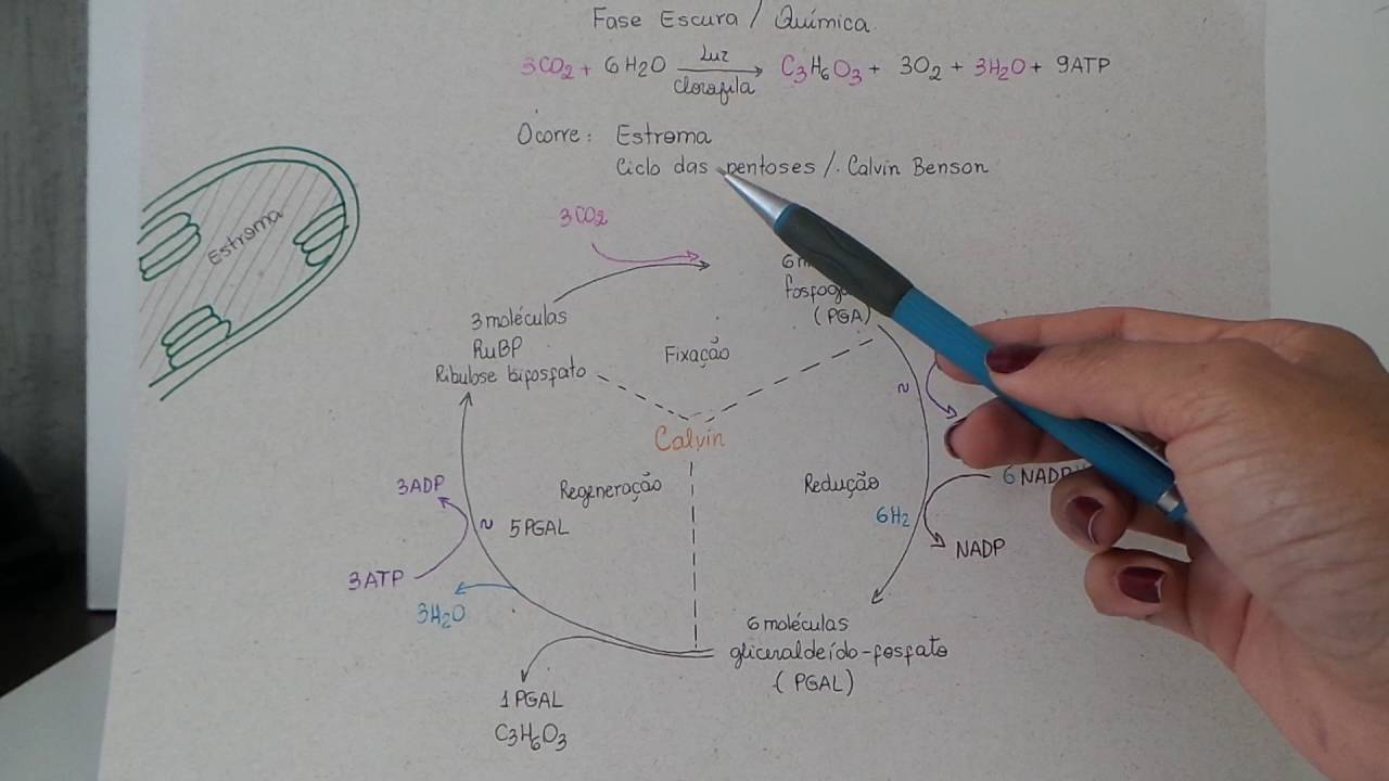 Fotossíntese - fase escura