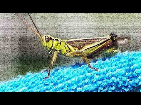 Knee-high to a grasshopper