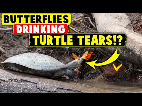 Butterflies Drink the Tears of Turtles in Stunning Video