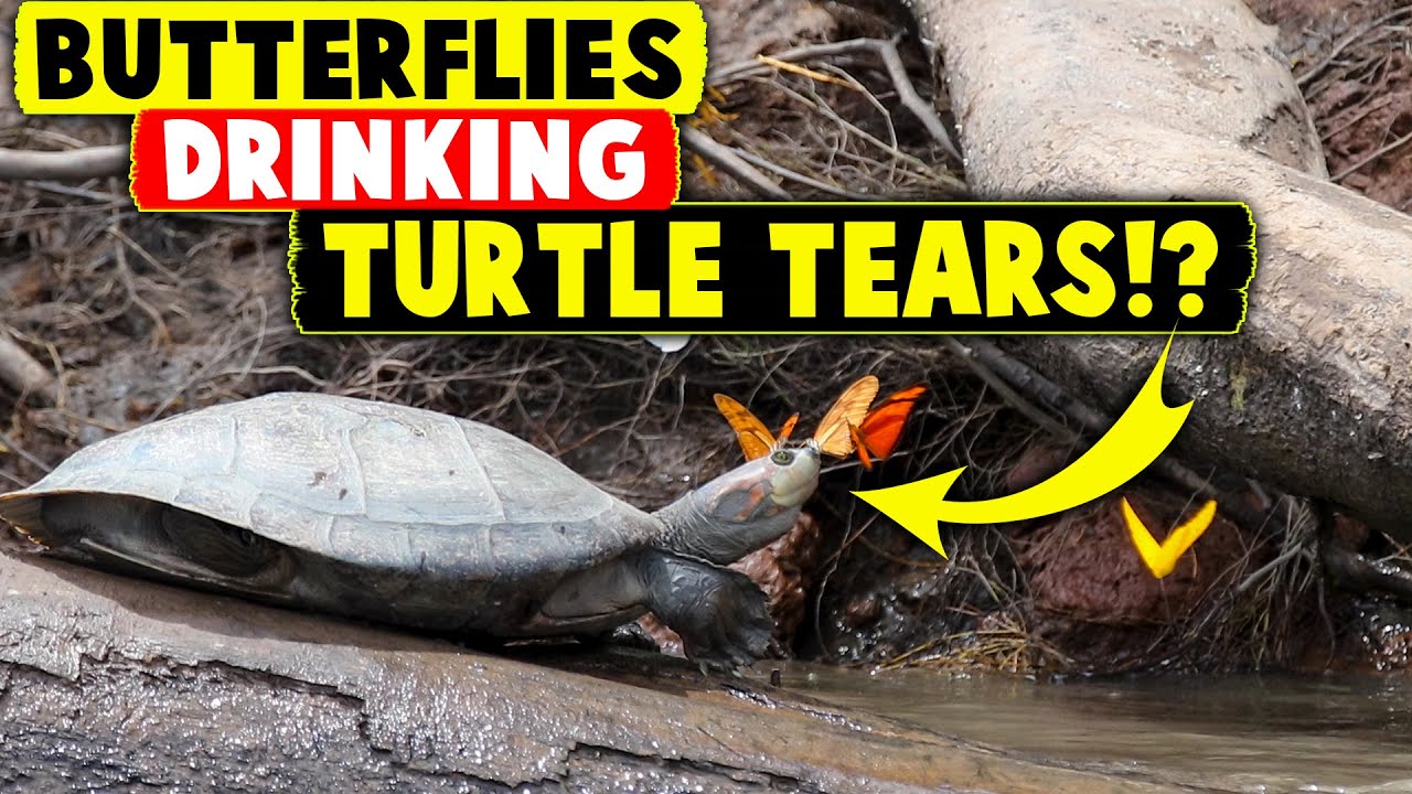 Butterflies drinking TURTLE TEARS!? - YouTube