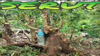 Download lagu cuplikan berburu bakalan bonsai serut super besar di pedalaman hutan.part 2 mp3 Download lagu cuplikan berburu bakalan bonsai serut super besar di pedalaman hutan.part 2 mp3
