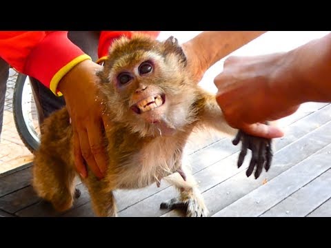 Vet Giving Injection For Amari| Look Amari So Seriously Situation| Keep Her In Safety Cage