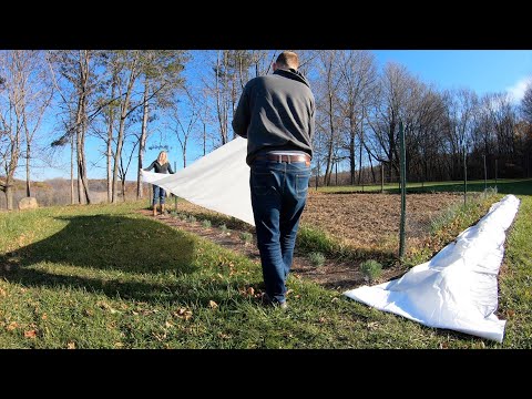 冬に向けてラベンダーをカバーする