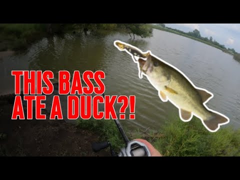 Insane Topwater Strike