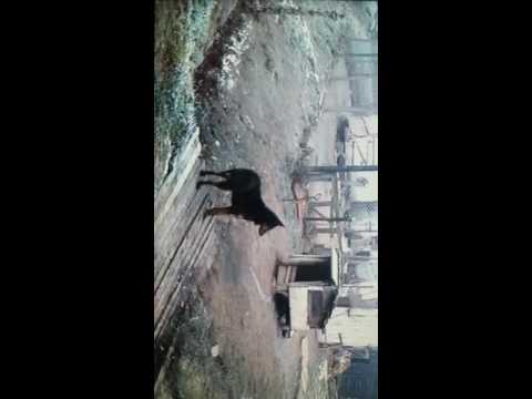 amor nebun in ganesti :))