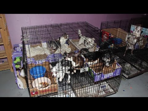 NJ Union County Illegal Puppy Mill & Arrest