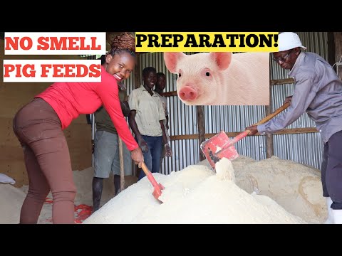 HOW To Make Your OWN PIG FEED Formula - NO SMELL Best Quality Feeds!