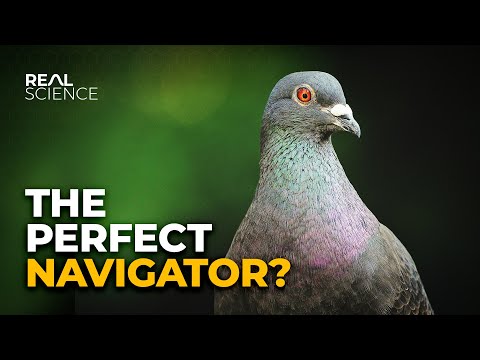 How Pigeons Always Find Their Way Home