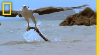 Eagle vs Sea Snake  National Geographic
