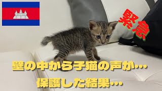 【海外】壁の中から子猫の声が聞こえたので助けた結果、大変なことになりました・・・・