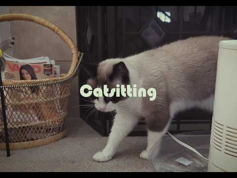 Catsitting