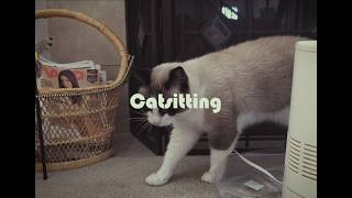 Catsitting: A Found Footage Horror