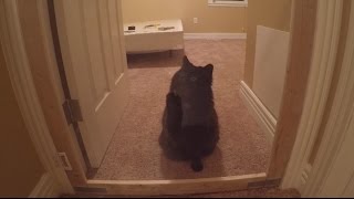 Hoon Talk: How to build a cat door