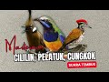 Masteran Tembak Cililin Pelatuk Cungkok Masteran Roll Tembak Suara Tembus