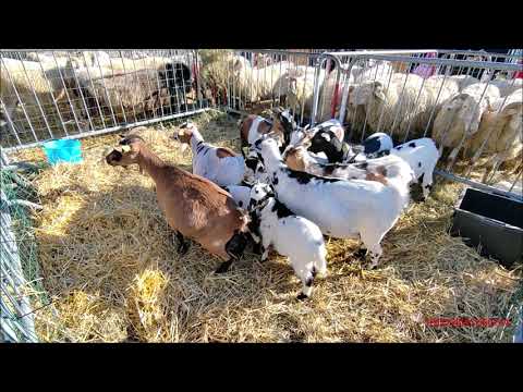 OVINI, CAPRINI ALLA FIERA BEE FORMAGGIO DI MONTAGNA, VILLANOVA MONDOVI (CN) DOM. 20 - 11 - 2022.